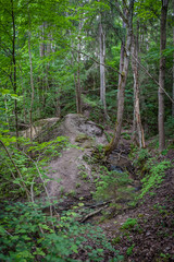 A small river deep in the forests of Latvia. Undulating ground. Damp forest.