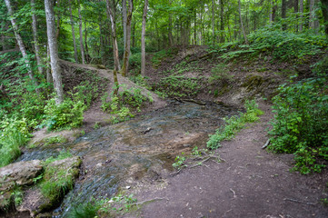 Damp forest. A small river deep in the forests of Latvia. Undulating ground.