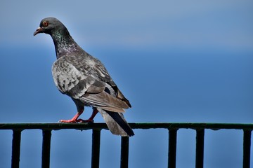 Piccione sulla staccionata