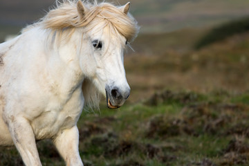 Obraz na płótnie Canvas Running Icelandic horse