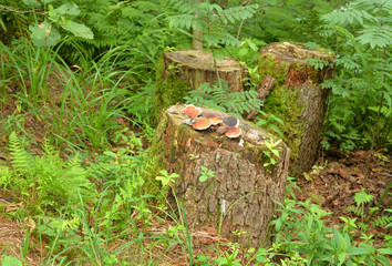 Old stump covered with mushrooms.