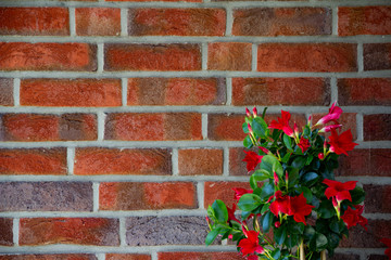 Fototapeta na wymiar Neuwertige Backsteinwand mit schöner Blume als Hintergrund