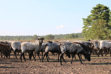 Große Schaf- und Ziegenherde auf dem Weg zu den Weidegründen.