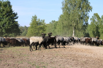 Naklejka na ściany i meble Große Schaf- und Ziegenherde auf dem Weg zu den Weidegründen.