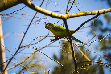 Colorful bird in the tree.