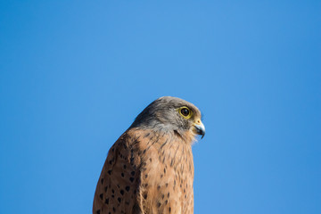 Close up image of a Rock Kestrel on a pole.