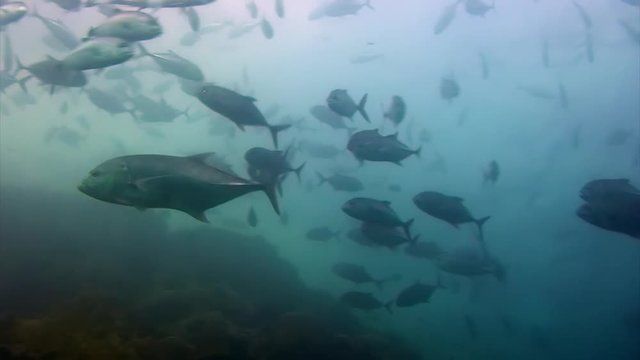 Tuna Fish shoal on a blue background of water in ocean on Galapagos. Amazing life of underwater tropical nature world. Scuba diving.