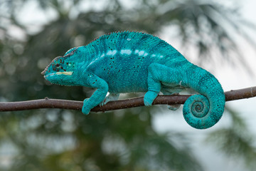 Amazing chameleon on a branch. Beautiful animal, very slow movement. Typical species from tropical exotic places, forest, jungle. Can be spotted during vacation and holidays. Wonderful experience.