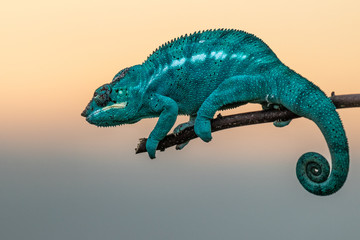 Amazing chameleon on a branch. Beautiful animal, very slow movement. Typical species from tropical exotic places, forest, jungle. Can be spotted during vacation and holidays. Wonderful experience.