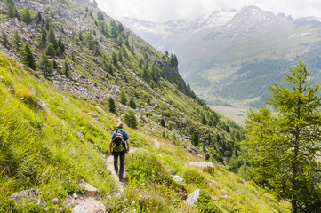 Fototapeta premium Sils, Furtschellas, Fextal, Wanderweg, Val Fex, Wanderer, Blumenweg, Bergblumen, Bergkräuter, Marmorè, Fex Blatta, Oberengadin, Engadin, Graubünden, Sommer, Schweiz