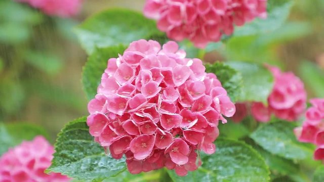 Hortensie im Regen in Zeitlupe
