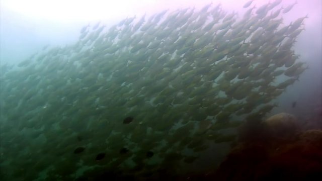 Fish shoal underwater lagoon of ocean on Galapagos. Amazing life of tropical nature world in blue water. Scuba diving.