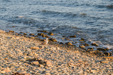 pebbles on the beach pebbles on the sea shore and waves of water illuminated by the rays of the sun.