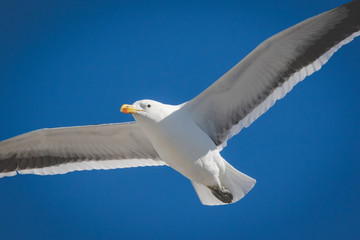 Close up image of a Black Backed Seagull in flight over the ocean