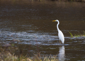 Great White Heron in a natural park