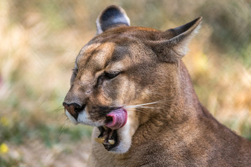 Naklejka premium Onça Parda / Puma (Puma concolor)