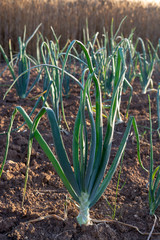 Obraz premium Green onion plants with white bulbs growing on farm field, early morning photo with dew on plants