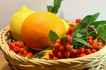 wicker basket with lemons, oranges and Rowan