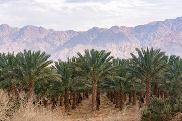 Fototapeta na wymiar Plantation of Phoenix dactylifera, commonly known as date or date palm trees in Arava desert, Israel, cultivation of sweet delicious Medjool date fruits, view on Jordan mountains