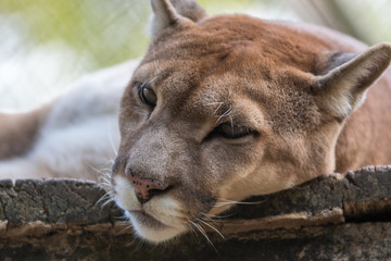 Onça Parda / Puma (Puma concolor)