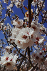Almonds tree blossom, springtime in orchard, nature background with blue sky