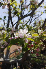 Beautiful pink apple tree blossom, springtime in kibbutz orchard Negev desert, Israel in February