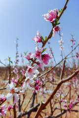 Pink peach tree blossom, springtime in orchard, nature background with blue sky