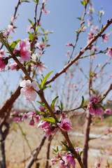 Pink peach tree blossom, springtime in orchard, nature background with blue sky