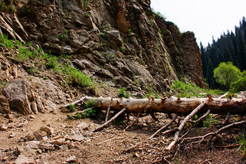 Fall down spruce on the mountain road. Kazakhstan. Central Asia.