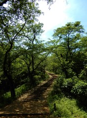 Fototapeta premium 山道 弘法山