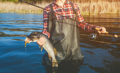 A fisherman in a red shirt caught a pike-perch in a freshwater pond.