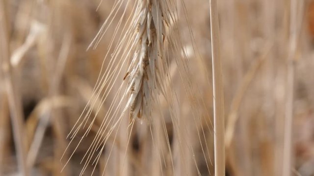 Close up of a dry ear of rye during a drought