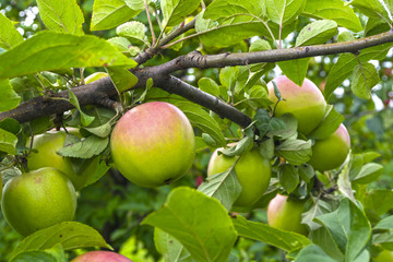 green apples on a tree branch in the middle of summer, on a background of leaves