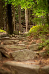 trail and stairs in forest mountains
