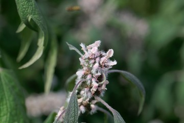 Detail of a motherwort (Leonurus cardiaca) flower