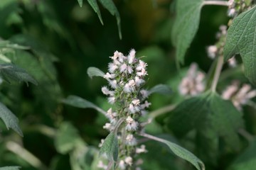 Detail of a motherwort (Leonurus cardiaca) flower
