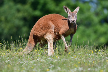 Portrait of a red kangarooo (Macropus rufus) in a meadow © tom