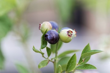 Berries of a  northern highbush blueberry (Vaccinium corymbosum)