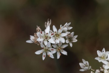 Fototapeta premium Flowers of Fragrant-flowered Garlic (Allium ramosum)