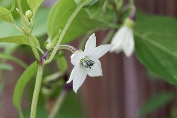Fototapeta na wymiar Flower of a cayenne pepper plant (Capsicum annuum)