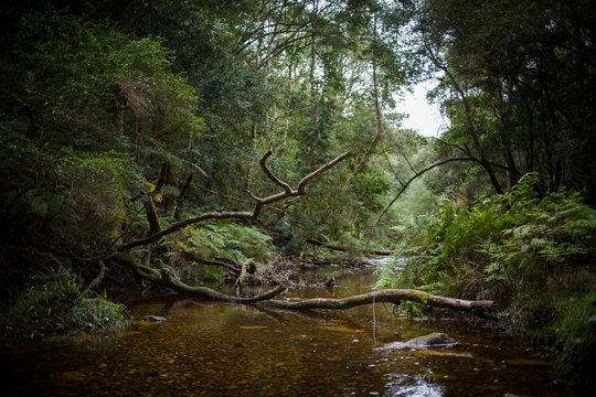 Wide angle landscape photo of the small stream at Jubilee Creek deep in the Knysna forest