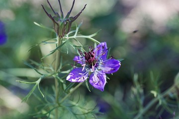 Flower of Nigella hispanica.