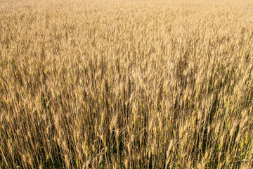 Field of rye. Close up yellow field of rye