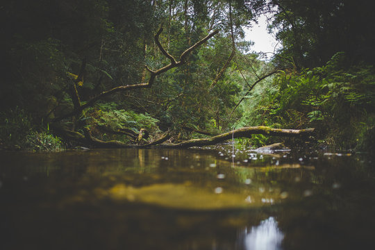 Wide angle landscape photo of the small stream at Jubilee Creek deep in the Knysna forest