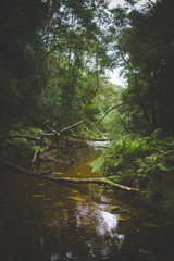 Wide angle landscape photo of the small stream at Jubilee Creek deep in the Knysna forest