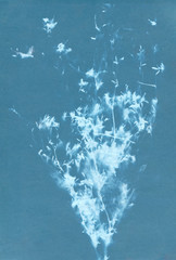 background plants inversion blue