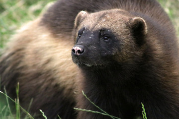 Wolverine