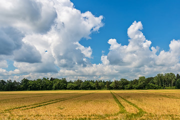 Fototapeta na wymiar Idyllic landscape in Bavaria with field