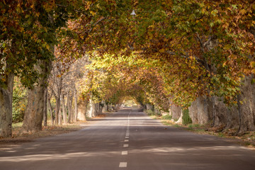 ruta entre robles en mendoza