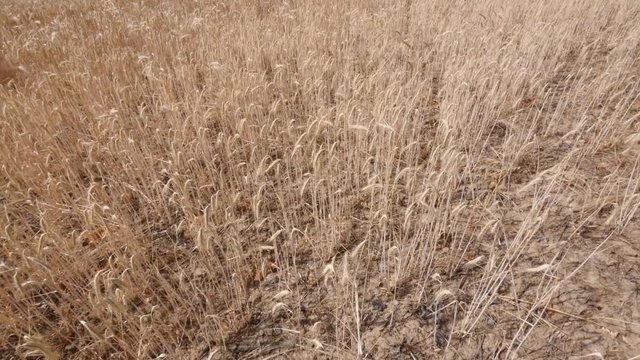 Drought, panning shot of a dry rye field 